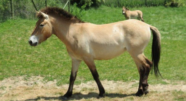 Kdo je kůň převalského: historie, životní styl a zajímavá fakta